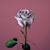Malak.M