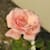 Kashish