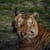 Sudarshan H