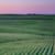maxwell