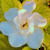Bushra S