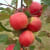 arthur_jewell