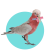 Shohag