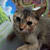 Samia S