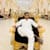Zain abbas