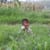 Rajbanshi Diyon