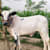 Hafeez 