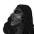 Vaisa Haile