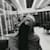 Fatema