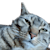 Squeebos