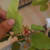 illudy