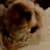 Code Dog