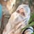 Ayesha K