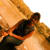 Ishani R