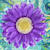ashley_scott