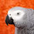 parrotcarrot