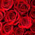 el_designs
