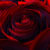 Aram