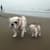 bulldogstuff