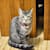 haikukitten