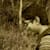 manjitha