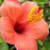 joel_giwa7