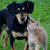 Animal Energies