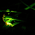 photuris