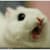 Roaringrabbit