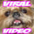 viralvideo