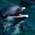funkydolphin