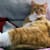 mylothecat
