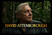 voice a fun energetic david attenborough