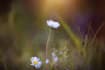 make exclusive ambient music for you