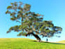 read a poem to a tree