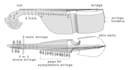 teach you afghani rubab online