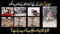 do urdu voice over for facebook ads