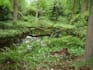 create relaxing nature sounds for you