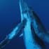 provide whale sounds for commercial use