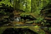 create forest nature sounds,ambience relaxing video