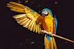create a custom message or greeting as a parrot