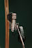 wellness podcast, ongoing episode editing
