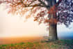 create calming ambient sounds for sleep and meditation