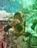 make a high quality trumpet recording for your next project