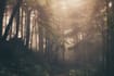 compose professional ambient music for any creative project