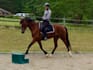 create your equestrian show music