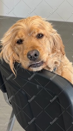 Immagine del campione di lavoro