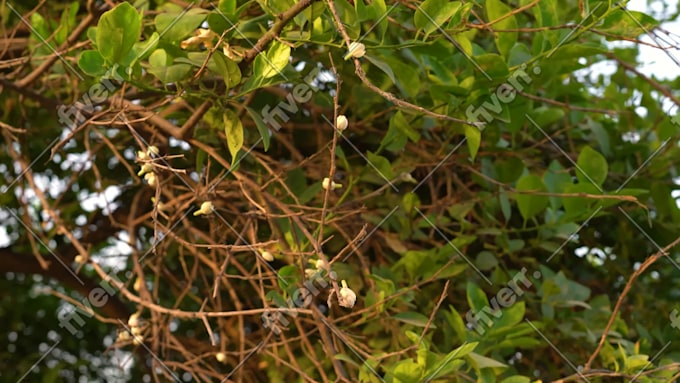 Imagem de amostra