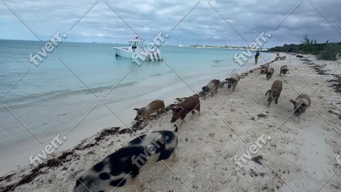 Immagine del campione di lavoro