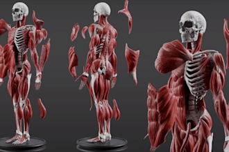 3d medical character modeling 3d anatomy modeling and rigging for animation